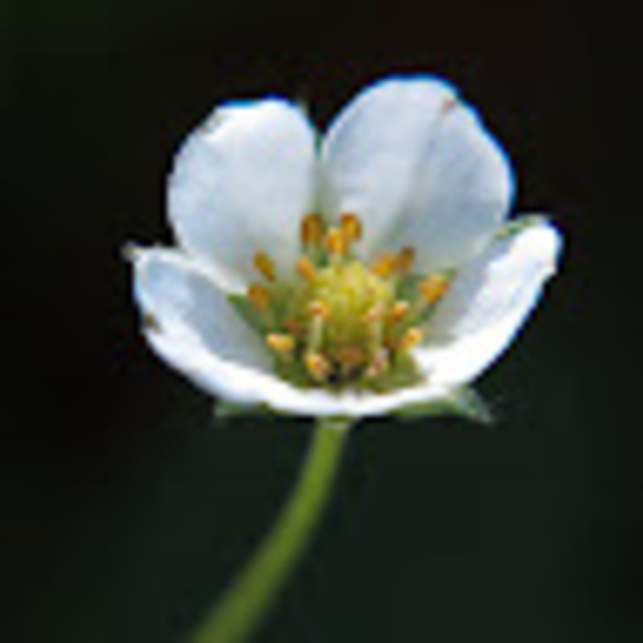 roses544